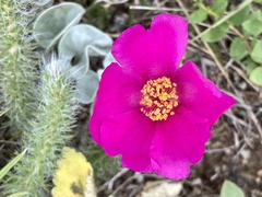 Portulaca eruca