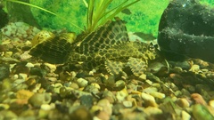 Pterygoplichthys gibbiceps