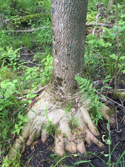 Fraxinus nigra