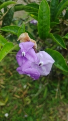 Brunfelsia grandiflora