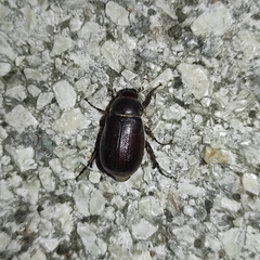 Aplidia transversa transversa