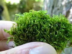 Eurhynchiastrum pulchellum