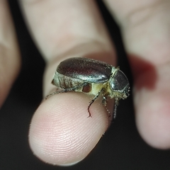 Aplidia transversa transversa