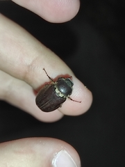 Aplidia transversa transversa