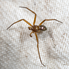 Philodromus marxi