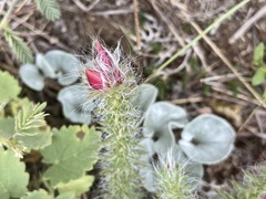 Portulaca eruca