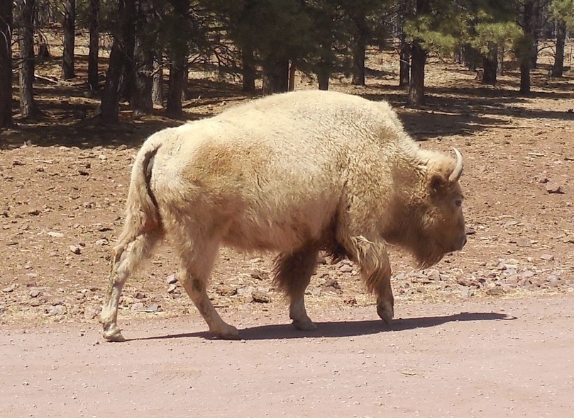 vaca bisonte americano