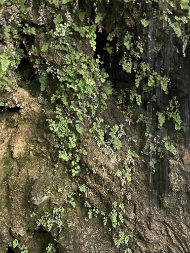 black maidenhair fern