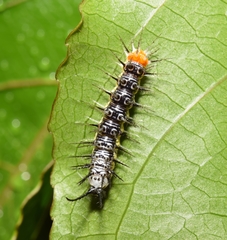 Eueides isabella eva