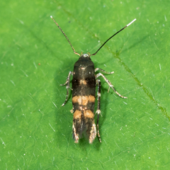 Chrysopeleiinae