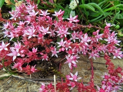 Sedum anglicum