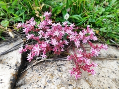 Sedum anglicum