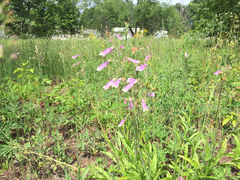 Penstemon hirsutus