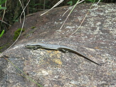 Aspronema dorsivittatum