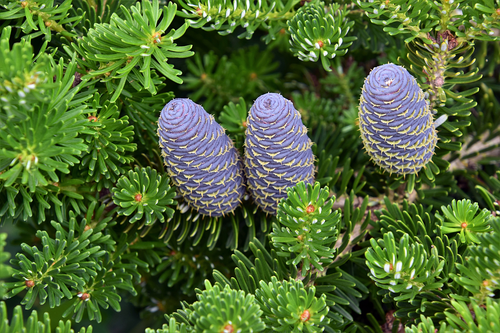 チョウセンシラベ (Abies koreana) · iNaturalist
