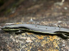 Aspronema dorsivittatum