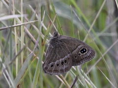 Pampasatyrus gyrtone