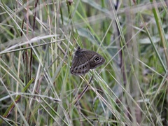 Pampasatyrus gyrtone