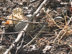 Aspidoscelis tesselatus