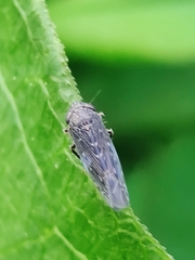 Limotettix
