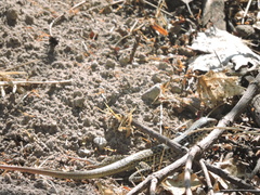 Aspidoscelis tesselatus