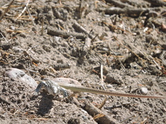 Aspidoscelis tesselatus