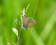 Lycaena tityrus subalpina