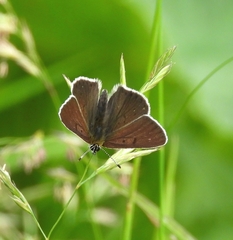 Lycaena tityrus subalpina