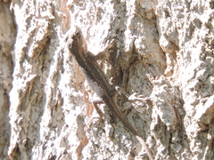 Sceloporus edbelli