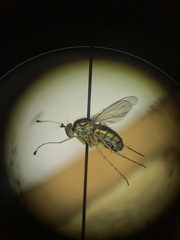 Dolichopus eudactylus