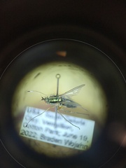 Dolichopus eudactylus