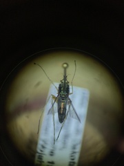 Dolichopus eudactylus