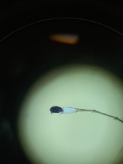 Dolichopus eudactylus