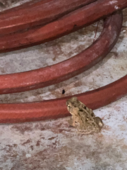 Rhinella marina