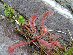 Drosera villosa
