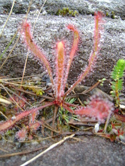 Drosera villosa