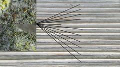 Chaenotheca phaeocephala