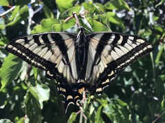 Papilio eurymedon