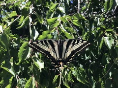 Papilio eurymedon