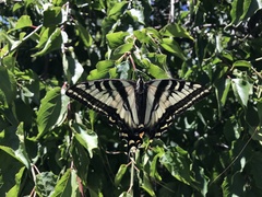 Papilio eurymedon