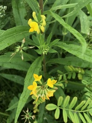 Lotus corniculatus