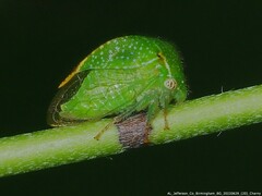 Stictocephala militaris