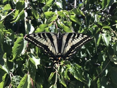Papilio eurymedon