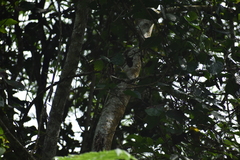 Psilopogon oorti