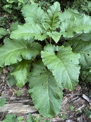 Arctium