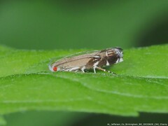 Anacampsis levipedella