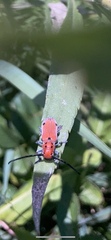 Tetraopes quinquemaculatus