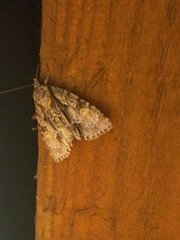 Acronicta strigosa