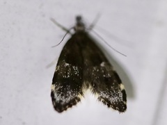 Eido trimaculella
