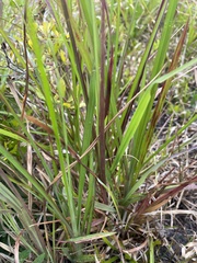 Andropogon cretaceus